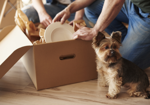 How to Keep Your Pets Safe on Moving Day